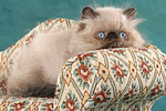 katzenfotos perser_colourpoint