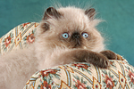 katzenfotos perser_colourpoint