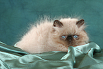 katzenfotos perser_colourpoint