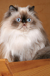 katzenfotos perser_colourpoint