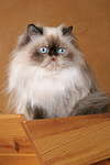katzenfotos perser_colourpoint