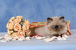 katzenfotos perser_colourpoint