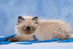 katzenfotos perser_colourpoint