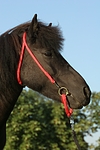 pferdefotos shetland_pony