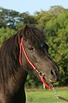pferdefotos shetland_pony