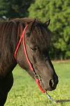 pferdefotos shetland_pony