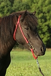 pferdefotos shetland_pony