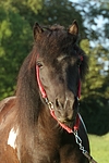 pferdefotos shetland_pony