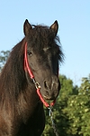 pferdefotos shetland_pony