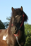 pferdefotos shetland_pony
