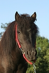 pferdefotos shetland_pony