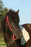 pferdefotos shetland_pony