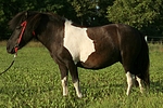 pferdefotos shetland_pony