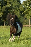 pferdefotos shetland_pony
