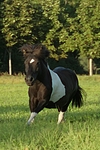 pferdefotos shetland_pony