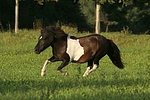 pferdefotos shetland_pony
