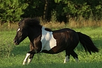 pferdefotos shetland_pony