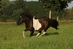 pferdefotos shetland_pony