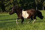 pferdefotos shetland_pony