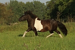 pferdefotos shetland_pony