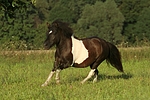pferdefotos shetland_pony