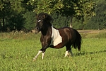 pferdefotos shetland_pony