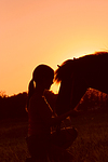 pferdefotos shetland_pony