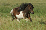 pferdefotos shetland_pony