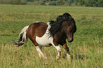 pferdefotos shetland_pony
