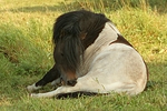 pferdefotos shetland_pony