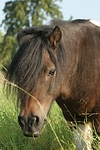 pferdefotos shetland_pony