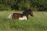 pferdefotos shetland_pony
