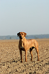 hundefotos rhodesian_ridgeback