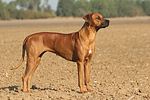hundefotos rhodesian_ridgeback