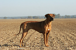 hundefotos rhodesian_ridgeback