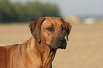 hundefotos rhodesian_ridgeback