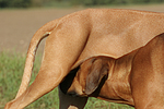 hundefotos rhodesian_ridgeback