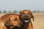 hundefotos rhodesian_ridgeback