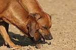 hundefotos rhodesian_ridgeback