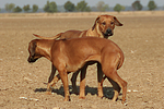 hundefotos rhodesian_ridgeback