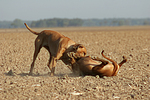 hundefotos rhodesian_ridgeback