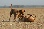 hundefotos rhodesian_ridgeback