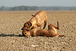 hundefotos rhodesian_ridgeback