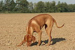 hundefotos rhodesian_ridgeback