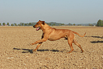 hundefotos rhodesian_ridgeback