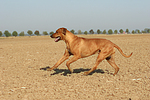 hundefotos rhodesian_ridgeback