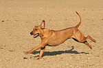 hundefotos rhodesian_ridgeback