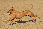 hundefotos rhodesian_ridgeback