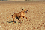 hundefotos rhodesian_ridgeback