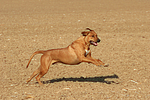 hundefotos rhodesian_ridgeback